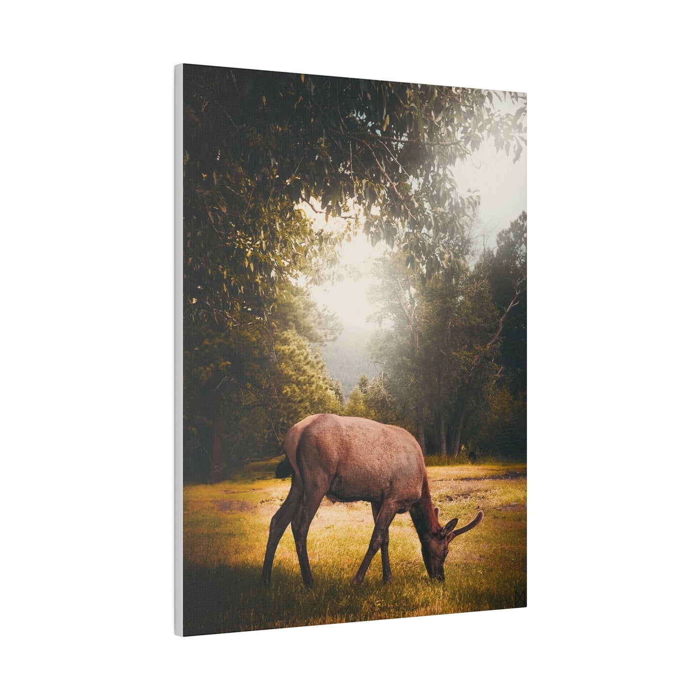 "Golden Hour Elk" on Matte Canvas, Stretched, 0.75"