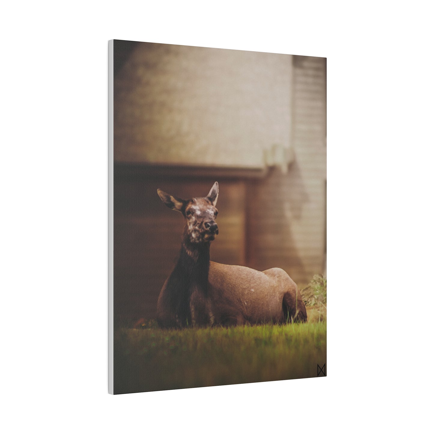 "Piebald Elk" on Matte Canvas, Stretched, 0.75"