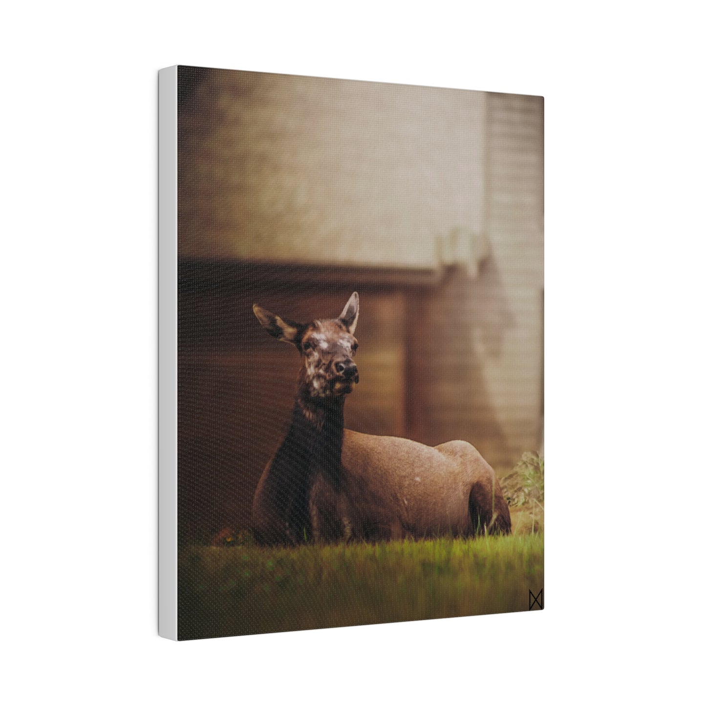 "Piebald Elk" on Matte Canvas, Stretched, 0.75"