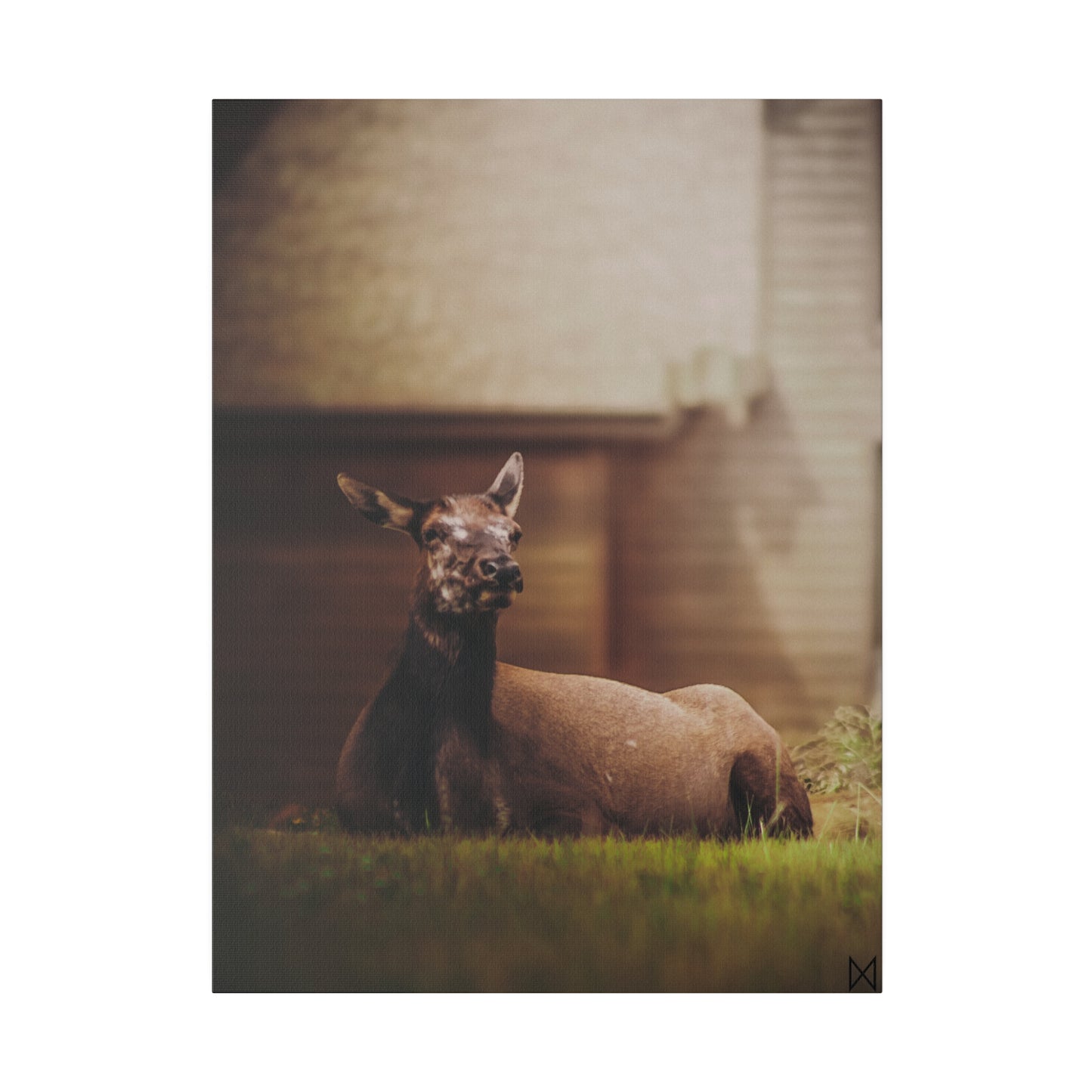 "Piebald Elk" on Matte Canvas, Stretched, 0.75"