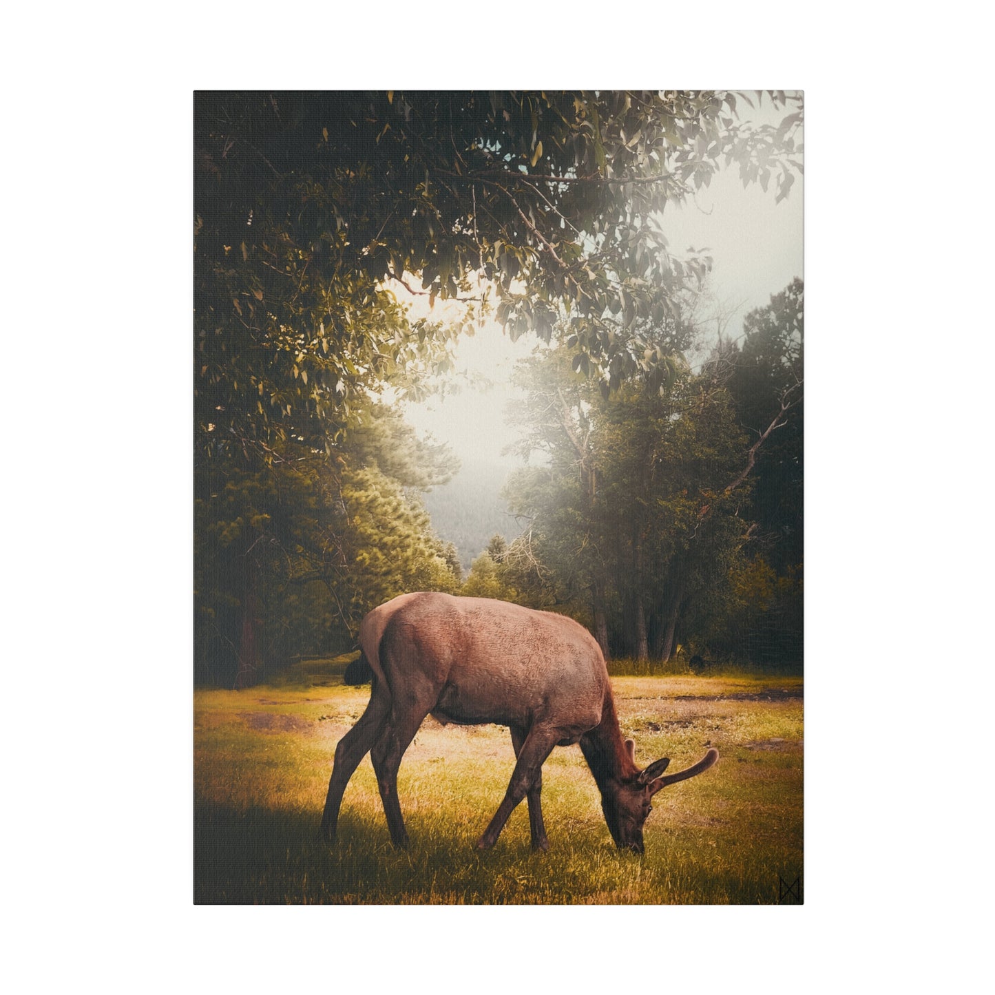 "Golden Hour Elk" on Matte Canvas, Stretched, 0.75"