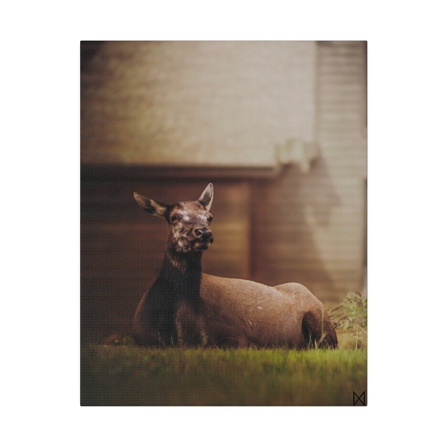 "Piebald Elk" on Matte Canvas, Stretched, 0.75"