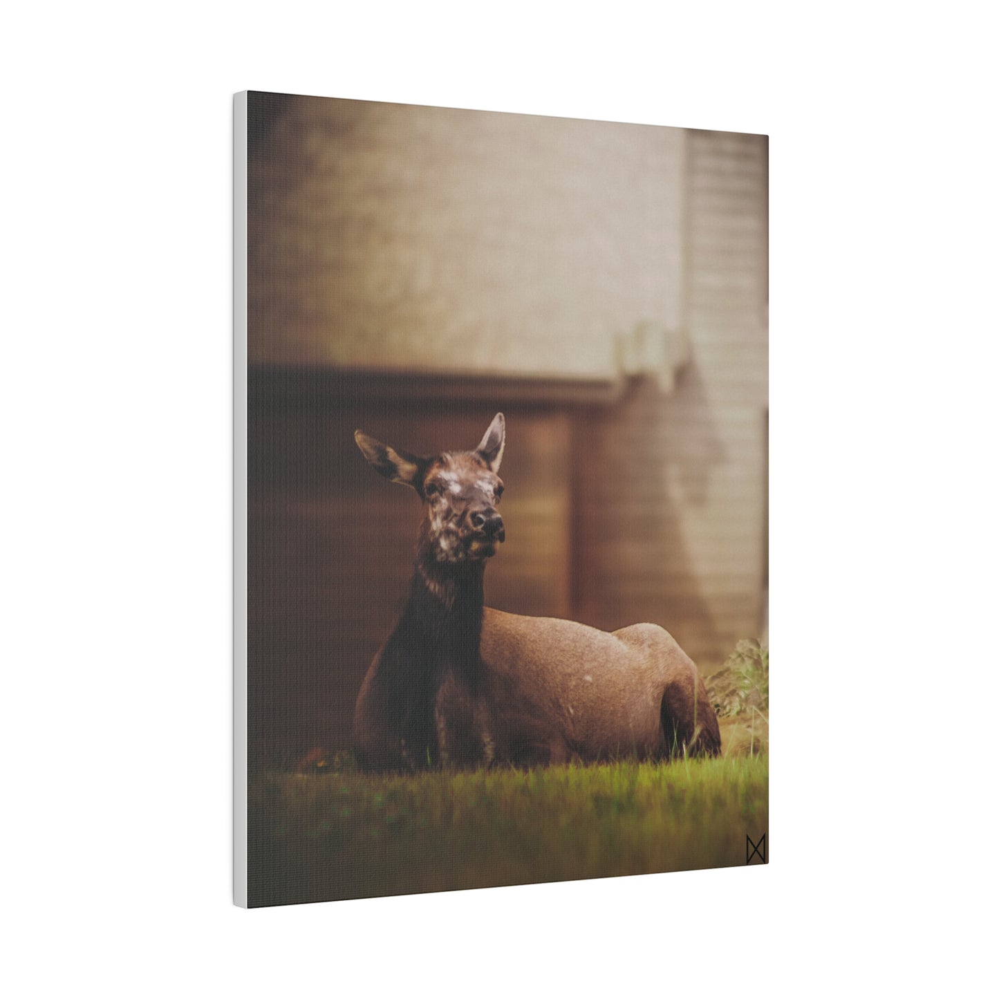 "Piebald Elk" on Matte Canvas, Stretched, 0.75"