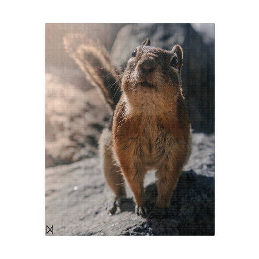 "Curious Chipmunk" on Matte Canvas, Stretched, 0.75"