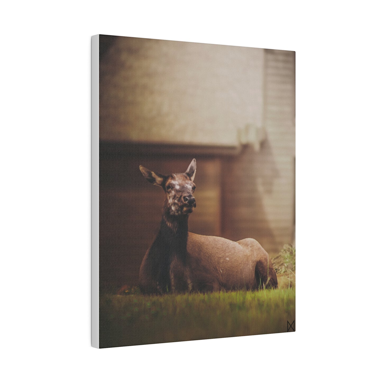 "Piebald Elk" on Matte Canvas, Stretched, 0.75"