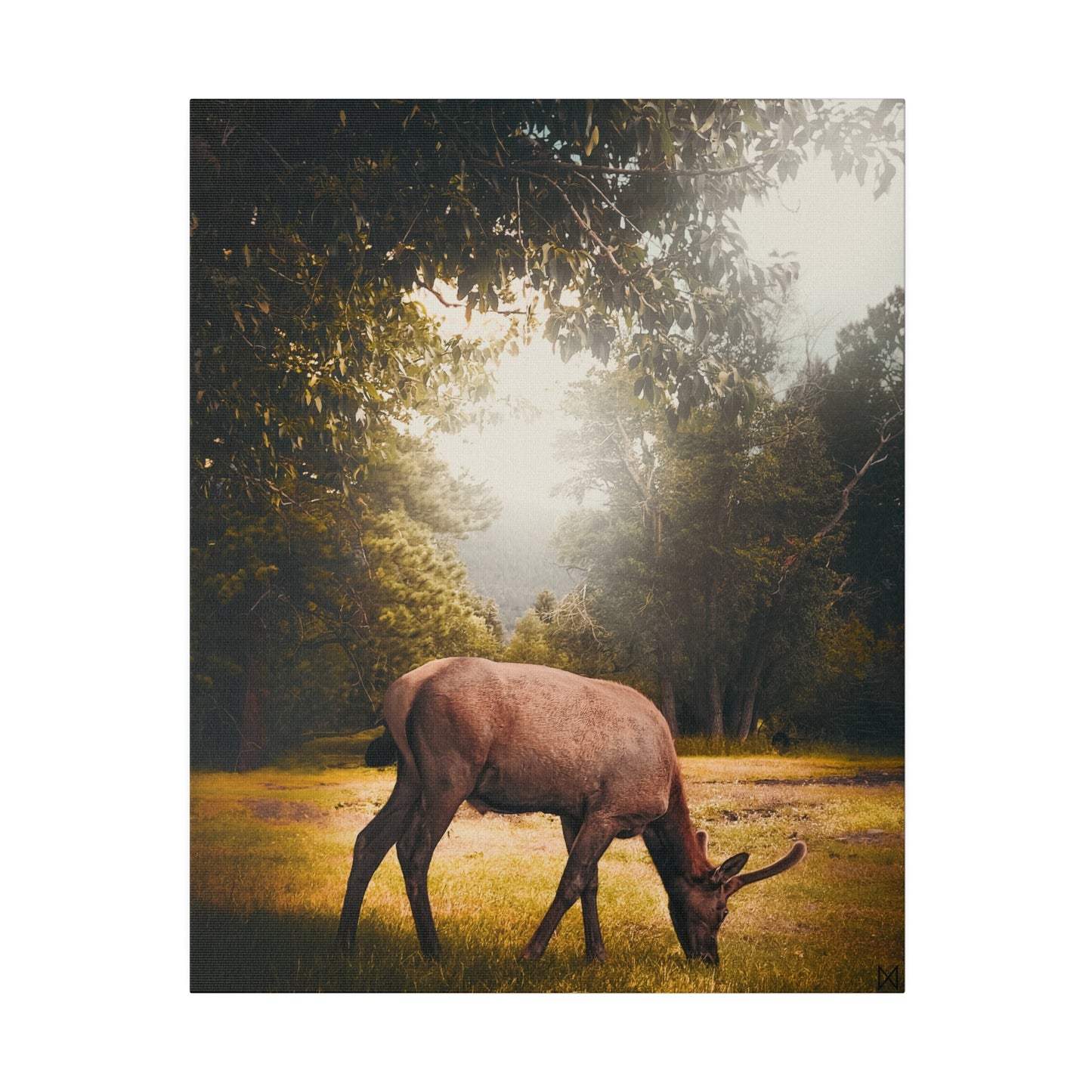 "Golden Hour Elk" on Matte Canvas, Stretched, 0.75"