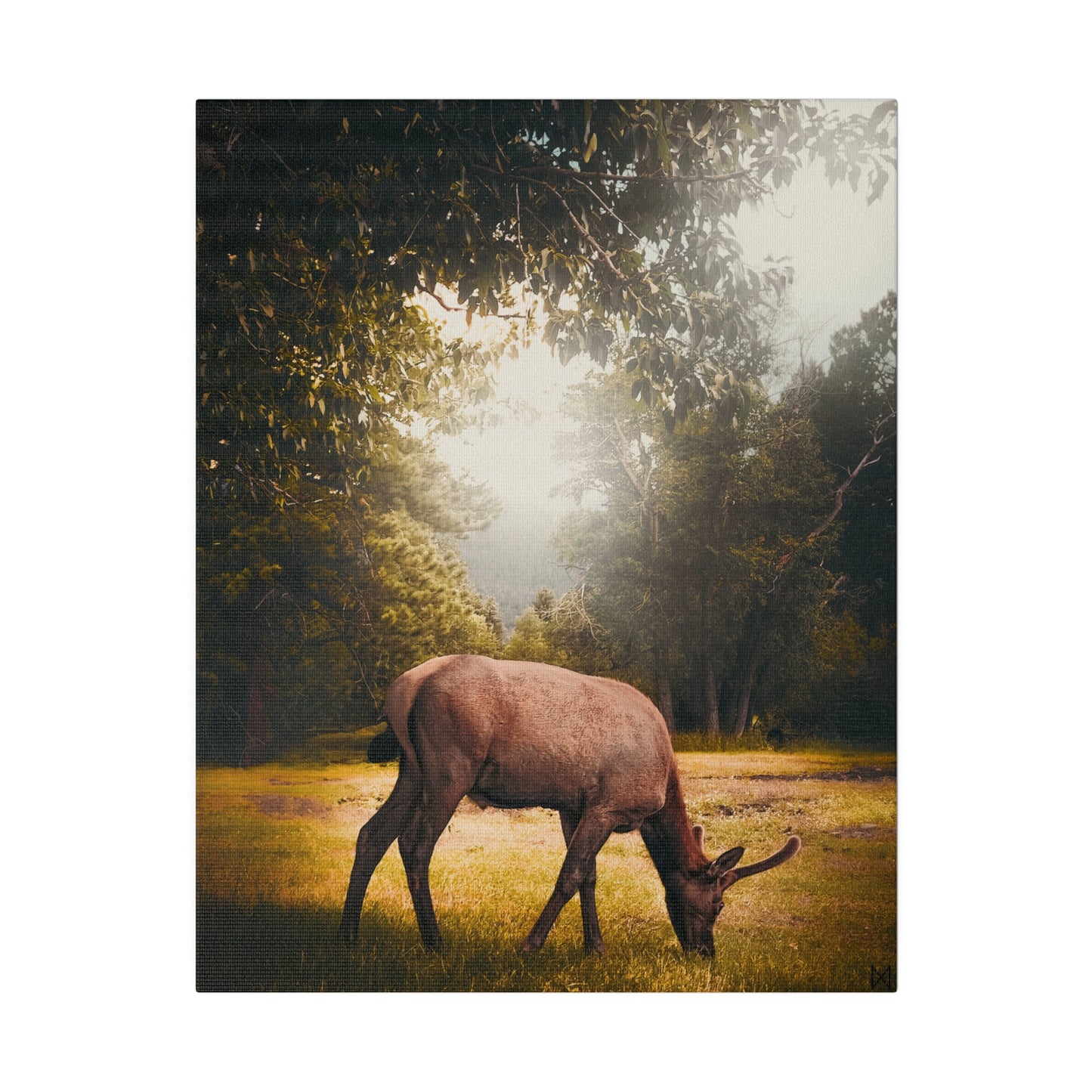 "Golden Hour Elk" on Matte Canvas, Stretched, 0.75"