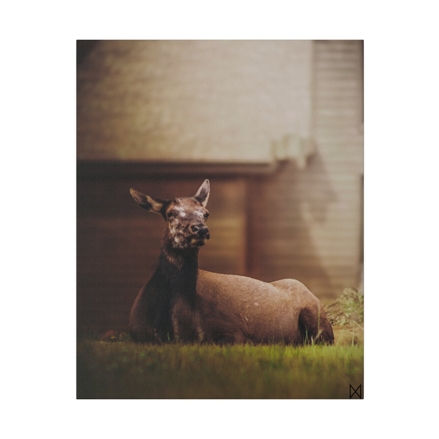 "Piebald Elk" on Matte Canvas, Stretched, 0.75"